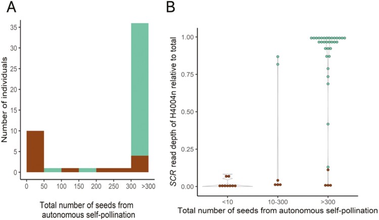 Dominance between self-incompatibility alleles determines the mating system of <i>Capsella</i> allopolyploids.
