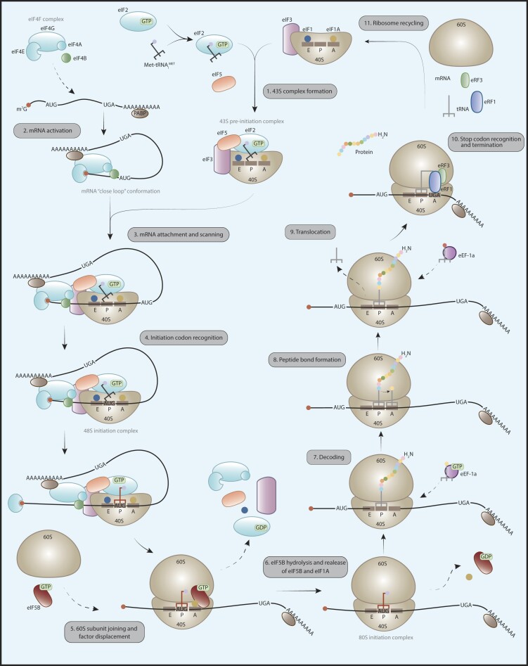 METTL3 as a master regulator of translation in cancer: mechanisms and implications.