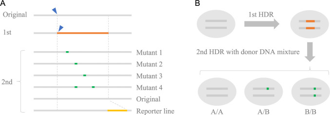 Scarless genome editing technology and its application to crop improvement.