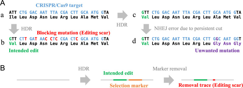 Scarless genome editing technology and its application to crop improvement.