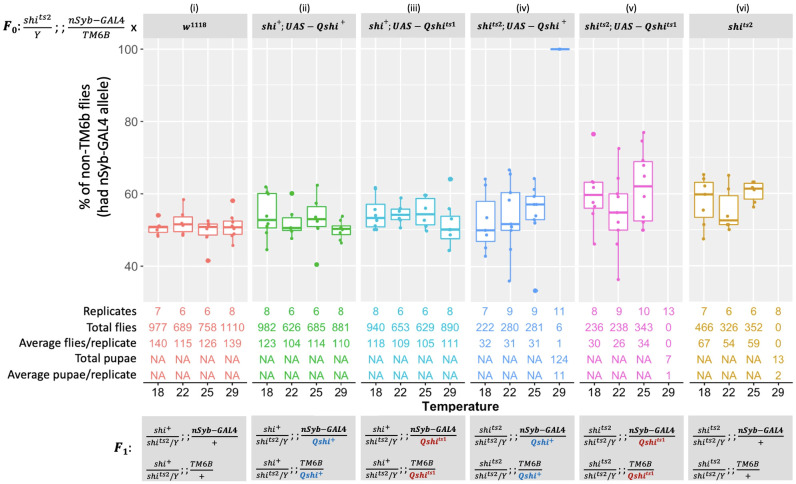 Conservation of <i>shibire</i> and <i>RpII215</i> temperature-sensitive lethal mutations between <i>Drosophila</i> and <i>Bactrocera tryoni</i>.
