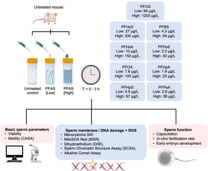 Assessment of the impact of direct in vitro PFAS treatment on mouse spermatozoa.