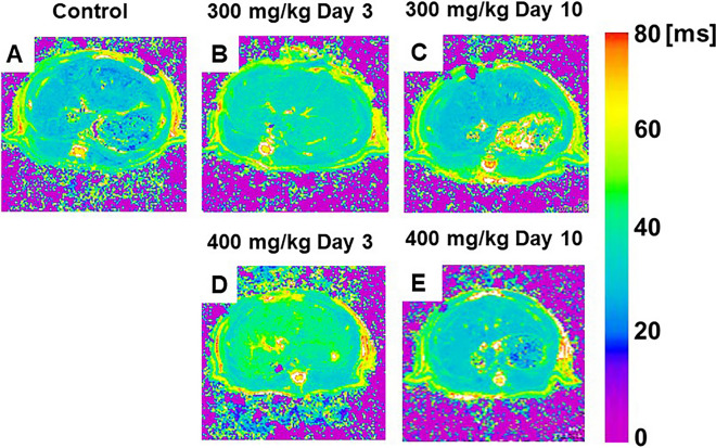 Preclinical magnetic resonance imaging and spectroscopy in the fields of radiological technology, medical physics, and radiology.