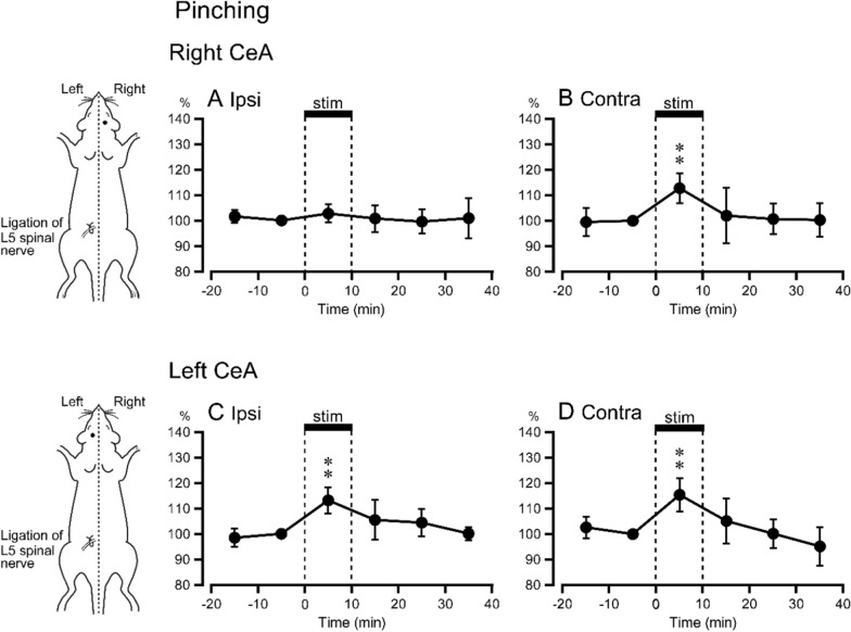 Alteration of serotonin release response in the central nucleus of the amygdala to noxious and non-noxious mechanical stimulation in a neuropathic pain model rat.