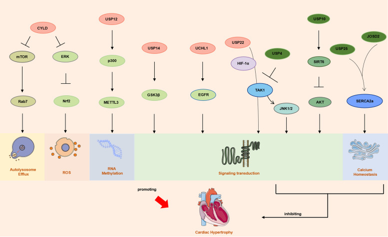 The role of deubiquitinases in cardiac disease.