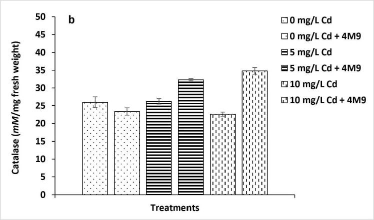 Alleviation of Cadmium Stress in Rice Seedlings Inoculated with <i>Enterobacter tabaci</i> 4M9 (CCB-MBL 5004).