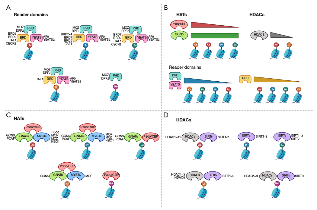 Histone acylations as a mechanism for regulation of intestinal epithelial cells.