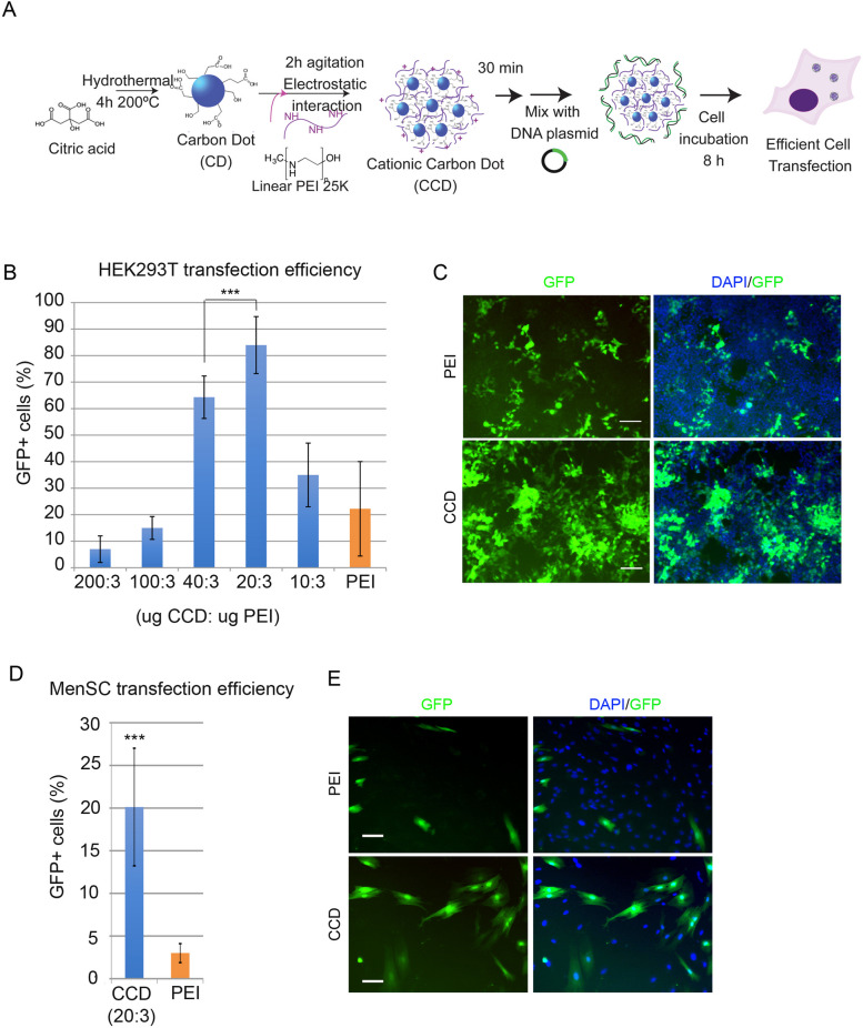 Efficient and scalable gene delivery method with easily generated cationic carbon dots.