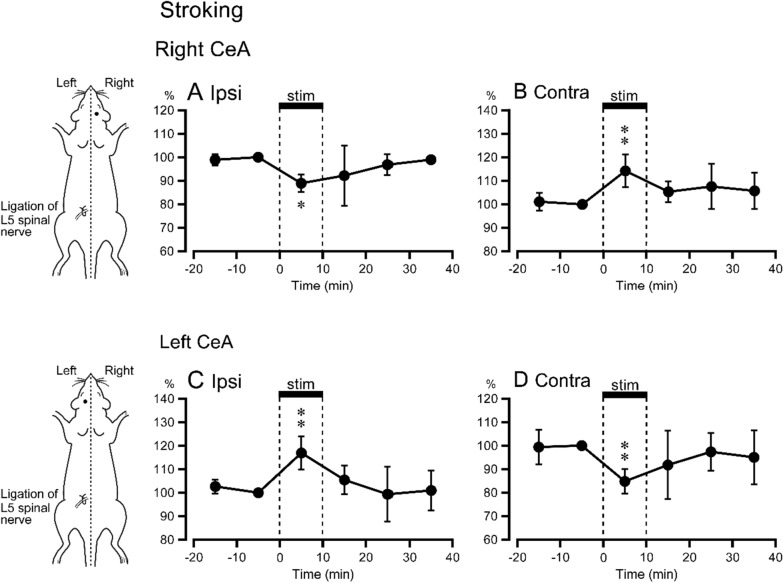 Alteration of serotonin release response in the central nucleus of the amygdala to noxious and non-noxious mechanical stimulation in a neuropathic pain model rat.