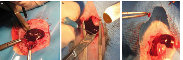 Safety and hemostatic effect of <i>Achillea millefolium</i> L. in localized bleeding.