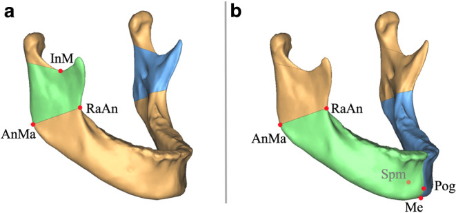 Three-dimensional mandibular characteristics in skeletal malocclusion : A cross-sectional study.