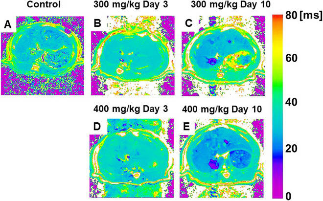 Preclinical magnetic resonance imaging and spectroscopy in the fields of radiological technology, medical physics, and radiology.