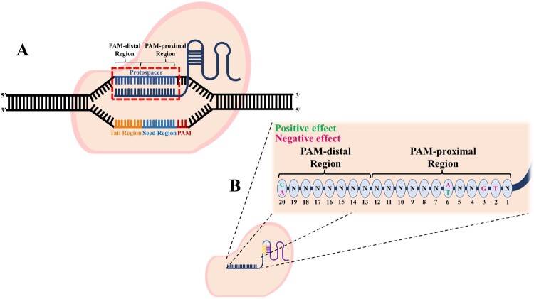 Factors affecting the cleavage efficiency of the CRISPR-Cas9 system.