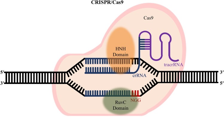 Factors affecting the cleavage efficiency of the CRISPR-Cas9 system.