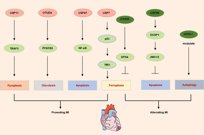 The role of deubiquitinases in cardiac disease.