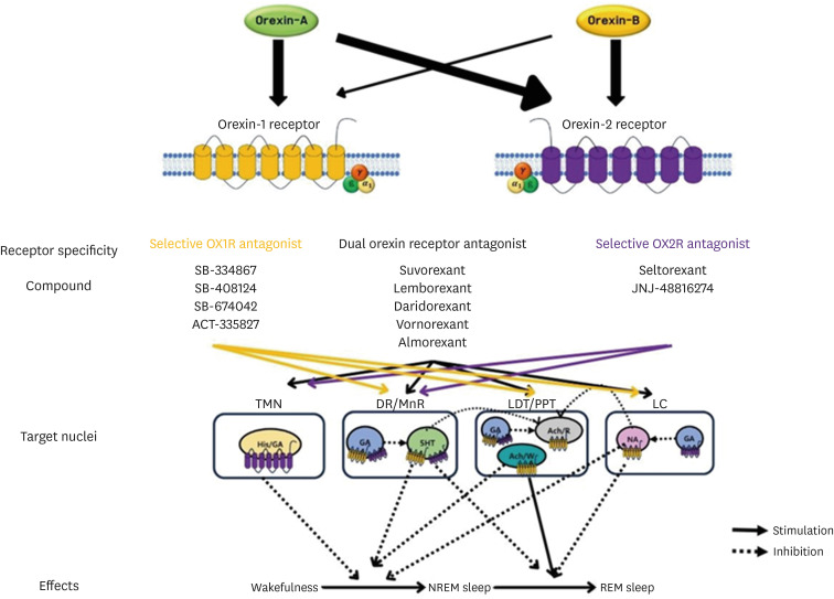Emerging and upcoming therapies in insomnia.