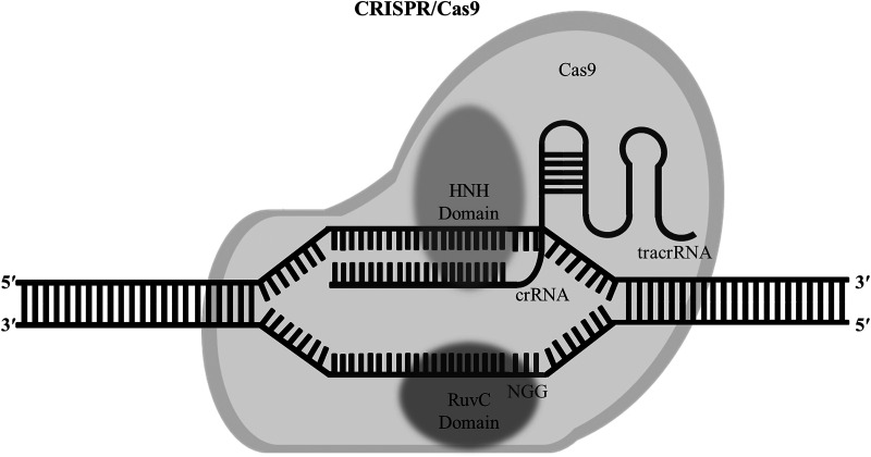 Factors affecting the cleavage efficiency of the CRISPR-Cas9 system.