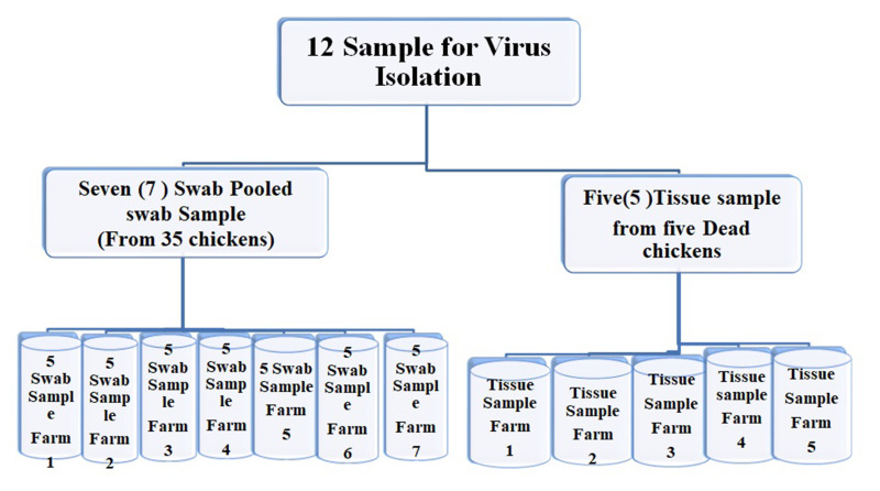 Molecular and Serological Investigation of Infectious Bronchitis Virus in the East Shewa, Central Ethiopia.