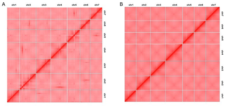 An improved chromosome-level genome assembly of perennial ryegrass (<i>Lolium perenne</i> L.).
