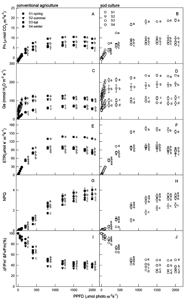Gas exchange and chlorophyll fluorescence responses of Camellia sinensis grown under various cultivations in different seasons.