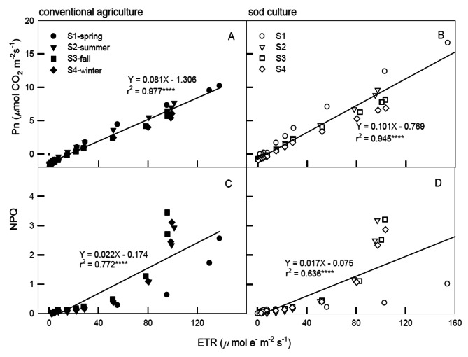 Gas exchange and chlorophyll fluorescence responses of Camellia sinensis grown under various cultivations in different seasons.