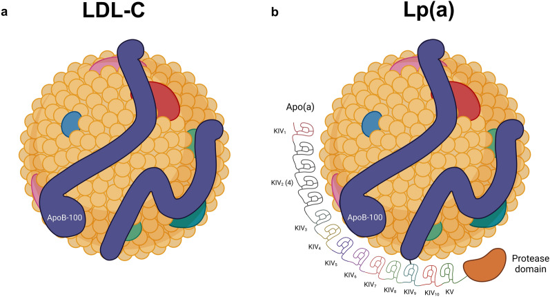 Targeting Lipoprotein(a): Can RNA Therapeutics Provide the Next Step in the Prevention of Cardiovascular Disease?