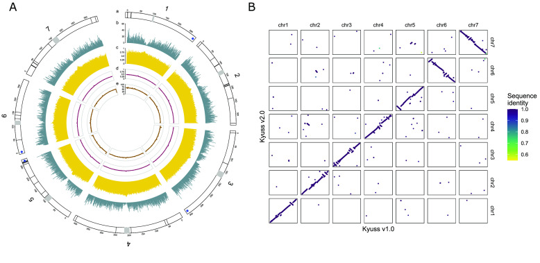 An improved chromosome-level genome assembly of perennial ryegrass (<i>Lolium perenne</i> L.).