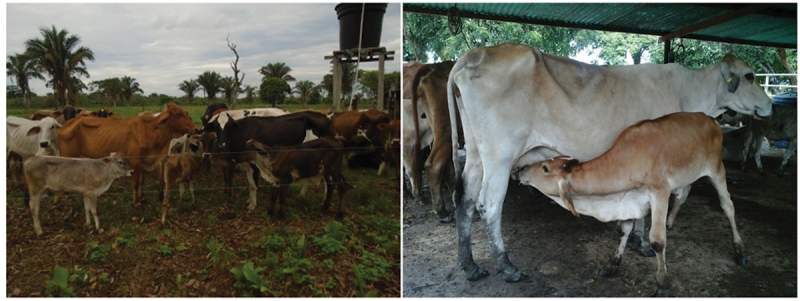Breed and non-genetic risk factors associated with the prevalence of subclinical mastitis in livestock systems of Arauca, Colombian orinoquia.