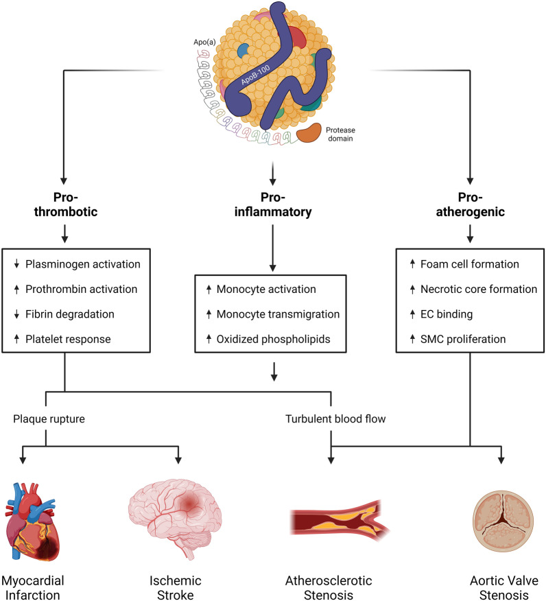 Targeting Lipoprotein(a): Can RNA Therapeutics Provide the Next Step in the Prevention of Cardiovascular Disease?
