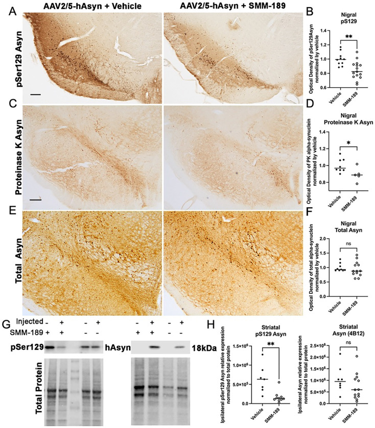 Modulation of cannabinoid receptor 2 alters neuroinflammation and reduces formation of alpha-synuclein aggregates in a rat model of nigral synucleinopathy.