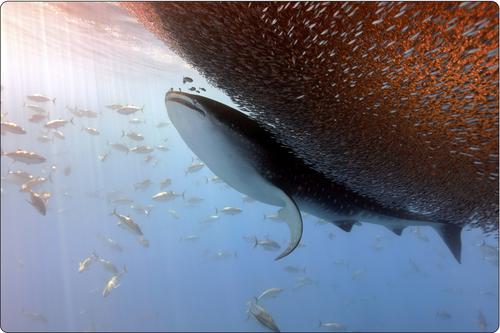 Whale sharks and tunas hunt together