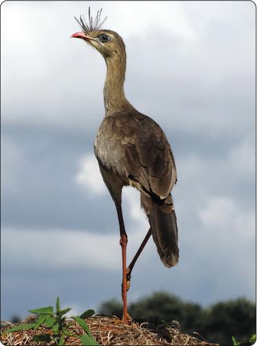 Standing on one foot