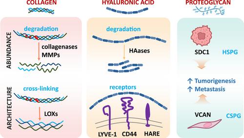 Targets of tumor microenvironment for potential drug development