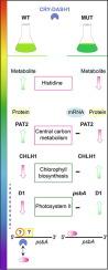 The UV-A Receptor CRY-DASH1 Up- and Downregulates Proteins Involved in Different Plastidial Pathways