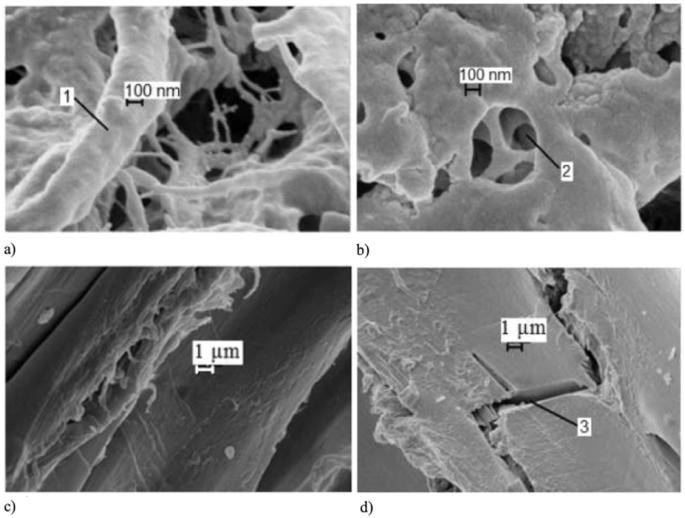 Effects of plasma treatment on biodegradation of natural and synthetic fibers