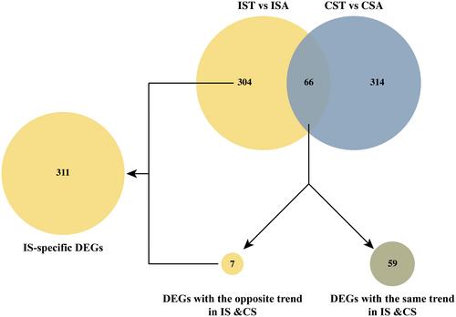 Comparative analysis of paraspinal muscle imbalance between idiopathic scoliosis and congenital scoliosis from the transcriptome aspect