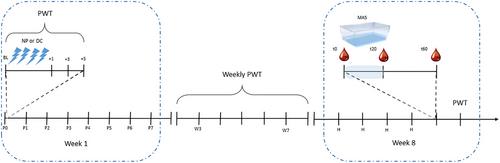 Repetitive neonatal procedural pain affects stress-induced plasma corticosterone increase in young adult females but not in male rats