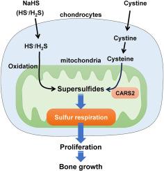 Supersulfides support bone growth by promoting chondrocyte proliferation in the growth plates