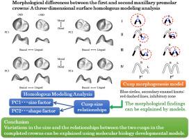 Morphological differences between the first and second maxillary premolar crowns: A three-dimensional surface homologous modeling analysis