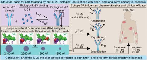 Structural Basis for p19 Targeting by Anti–IL-23 Biologics: Correlations with Short- and Long-Term Efficacy in Psoriasis