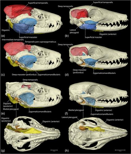 Comparative three-dimensional jaw muscle anatomy of marsupial carnivores (Dasyurus spp.) and the termite-eating numbat (Myrmecobius fasciatus)