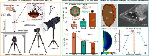 Morphological and structural characteristics of the elytra reduce impact damage to ladybird beetles