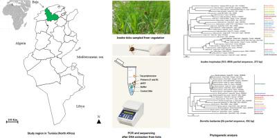 Detection and genetic identification of Borrelia lusitaniae in questing Ixodes inopiatus tick from Tunisia