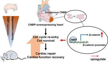 Cellular nucleic acid binding protein facilitates cardiac repair after myocardial infarction by activating β-catenin signaling