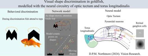 Visual shape discrimination in goldfish, modelled with the neural circuitry of optic tectum and torus longitudinalis