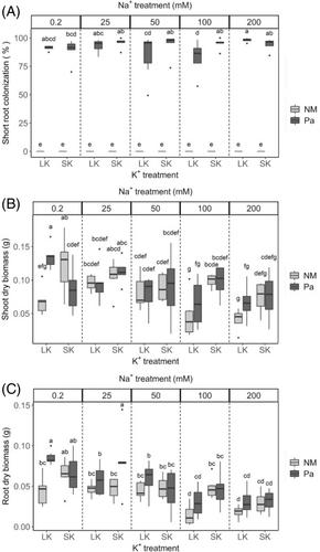 The ectomycorrhizal fungus Paxillus ammoniavirescens influences the effects of salinity on loblolly pine in response to potassium availability