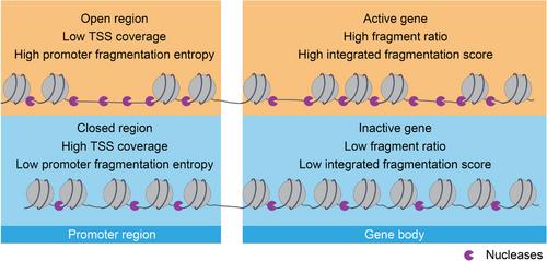 Cell-free DNA-associated multi-feature applications in cancer diagnosis and treatment