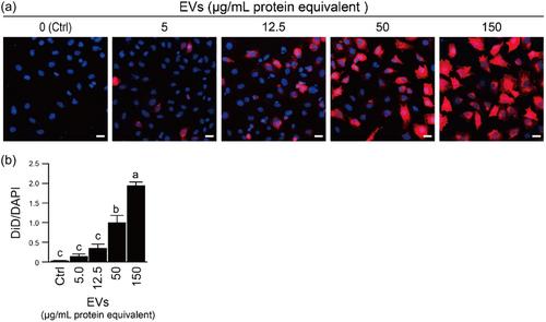 Dynamics of extracellular vesicle uptake by mural granulosa cells in mice