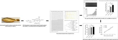 Molecular characterization of adenosine monophosphate deaminase 1 and the correlation analysis between its mRNA expression levels and inosine monophosphate content in large yellow croaker (Larimichthys crocea)