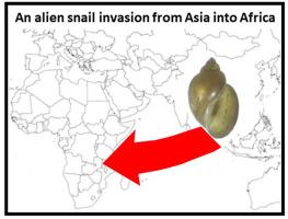 An alien intermediate snail host in Malawi - Orientogalba viridis (Quoy and Gaimard, 1832) - A new concern for schistosomiasis transmission in Africa?